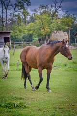 Obraz premium Horses in pens at a ranch