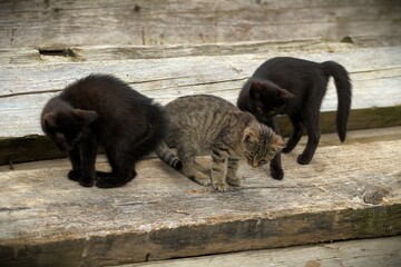 Three kittens sitting on a wooden bench