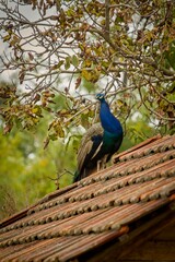 Fototapeta premium Colourful peacock perching on a roof