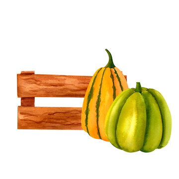 recommend clip art: Juicy pumpkin, with wooden fence or box watercolor realistic botanical illustration, for prints, invitations, cards for the autumn holidays Thanksgiving, Halloween, harvest festival, farmer's market.