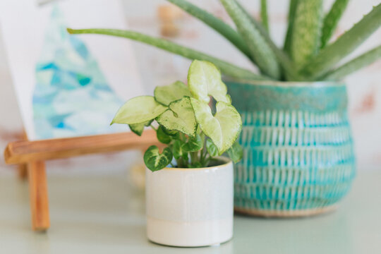 Syngonium Podophyllum White Butterfly on a shelf
