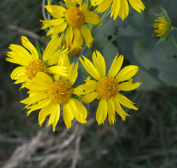 Golden Crownbeard (Also called Golden Crownbeard, Copen Daisy, golden crown beard) in the nature, Golden Crownbeard Flower closeup,Beautiful yellow flower closseup in nature Chakwal, Punjab, Pakistan