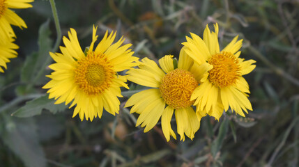 Golden Crownbeard (Also called Golden Crownbeard, Copen Daisy, golden crown beard) in the nature, Golden Crownbeard Flower closeup,Beautiful yellow flower closseup in nature Chakwal, Punjab, Pakistan