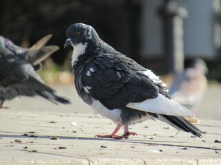 pigeon on the beach