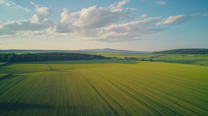 Fototapeta premium Expansive Green Fields Under a Blue Sky