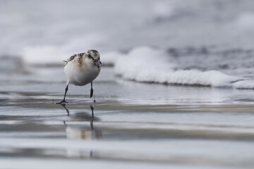 Sanderlings have a meal on the beach
