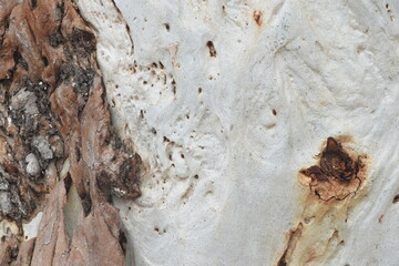 Eucalyptus tree bark texture, Bark of eucalyptus tree, seamless texture, a eucalyptus tree bark texture background image