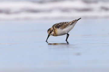 Sanderlings have a meal on the beach