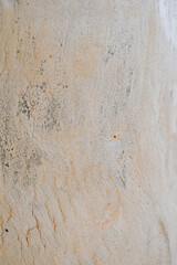 Eucalyptus tree bark texture, Bark of eucalyptus tree, seamless texture, a eucalyptus tree bark texture background image