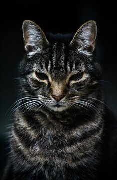 Cat looking directly into the camera