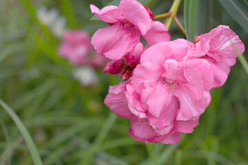 Obraz premium Nerium oleander in bloom, Pink siplicity bunch of flowers and green leaves on branches, Nerium Oleander shrub Pink flowers, ornamental shrub branches in daylight, bunch of flowers closeup