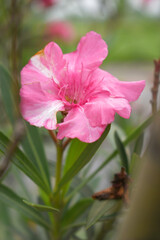 Nerium oleander in bloom, Pink siplicity bunch of flowers and green leaves on branches, Nerium...