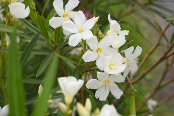 Obraz premium Nerium oleander in bloom, White siplicity bunch of flowers and green leaves on branches, Nerium Oleander shrub white flowers, ornamental shrub branches in daylight, bunch of flowers closeup