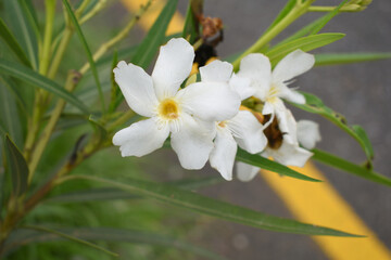 Nerium oleander in bloom, White siplicity bunch of flowers and green leaves on branches, Nerium...