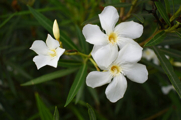Nerium oleander in bloom, White siplicity bunch of flowers and green leaves on branches, Nerium Oleander shrub white flowers, ornamental shrub branches in daylight, bunch of flowers closeup