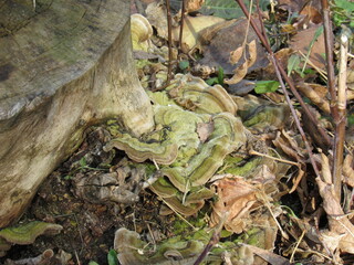 moss on tree