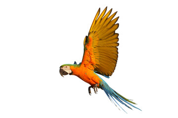 Colorful flying Catalina Macaw parrot isolated on transparent background png file