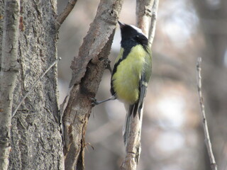 great spotted woodpecker