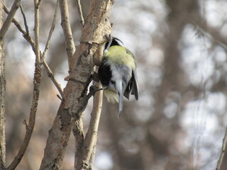 great spotted woodpecker