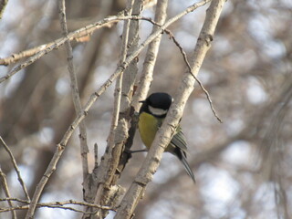 spotted woodpecker