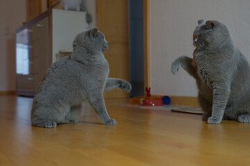 Auseinandersetzung zweier Britisch Kurzhaar Katzen