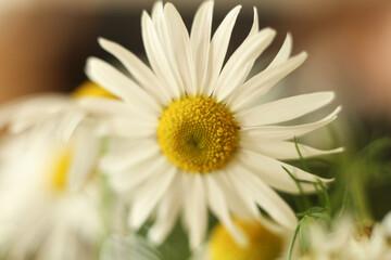 chamomile flower on a green background. selective focus	