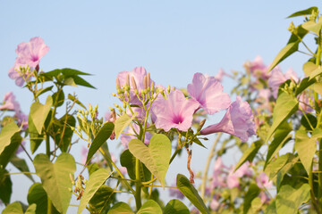 Obraz premium Ipomoea carnea, Ipomoea carnea, the pink morning glory is a species of morning glory that grows as a bush, A close view of Ipomoea carnea flower in nature, Chakwal, Punjab, Pakistan