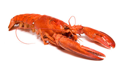 Red lobster on white background