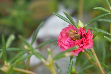 Portulaca grandiflora or moss rose purslane flower closeup, Closeup pink moss rose purslane (portulaca grandiflora) flowers in garden tropical, delicate dreamy of beauty of nature with green leaves