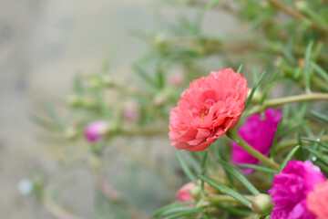 Portulaca grandiflora or moss rose purslane flower closeup, Closeup pink moss rose purslane (portulaca grandiflora) flowers in garden tropical, delicate dreamy of beauty of nature with green leaves