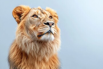 Fototapeta premium This majestic lion, with its smooth golden fur, stands proudly against a bright blue backdrop. The heroic view from below captures the lions regal expression and striking features in stunning detail.