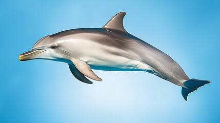 Fototapeta premium A dolphin swims gracefully in blue waters, showcasing its streamlined body and playful nature, embodying the beauty of marine life.