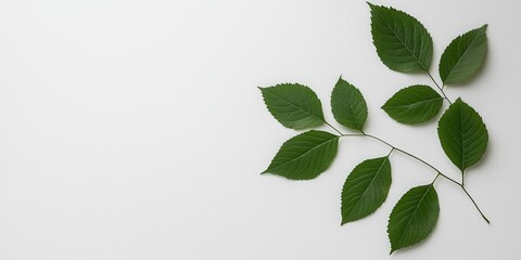 Fototapeta premium Green leaves on a white isolated background, perfect for nature-themed projects and designs.
