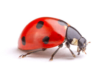 Fototapeta premium Ladybug on white background