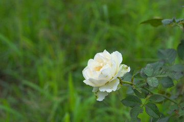 Beautiful White rose flower closeup in garden, A very beautiful rose flower bloomed on the rose tree, Rose flower, bloom flowers, Natural spring flower, Nature
