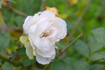 Obraz premium Beautiful White rose flower closeup in garden, A very beautiful rose flower bloomed on the rose tree, Rose flower, bloom flowers, Natural spring flower, Nature