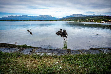 view of lake Viverone and mountains: ducks taking off
