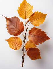 Obraz premium Autumn fall leaves on a branch isolated on transparent or white background