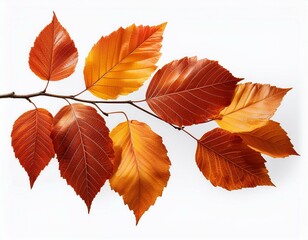 Obraz premium Autumn fall leaves on a branch isolated on transparent or white background