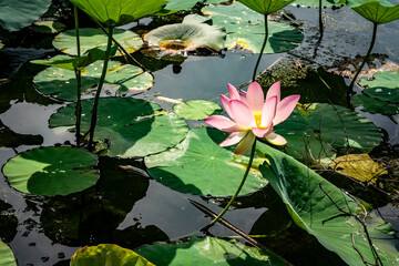 water lilies among their leaves
