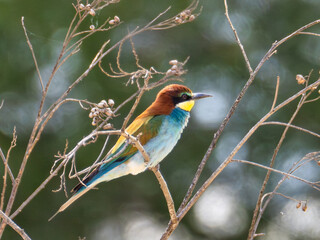 European Bee-eater, Merops apiaster, near Xativa, Spain