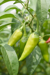 fresh green chili on plant closeup, chili plants in organic farming, Chilies closeup in field, Green chili plant in a farmer's field, Ripe green chili on a plant in Chakwal, Punjab, Pakistan