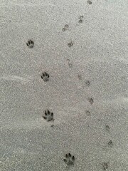 Pfotenabdrücke im Sand