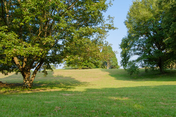 Sunlit Meadow with Majestic Trees and Clear Blue Sky