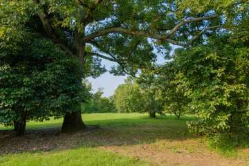 Shade Beneath Large Trees in a Peaceful Green Meadow