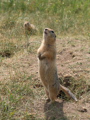 A prairie dog stands on its hind legs in a grassy field during sunset