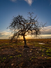 Sunset around the Albufera of Valencia (Spain)
