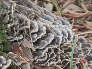 mushrooms in the forest