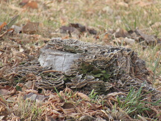 stump in the forest
