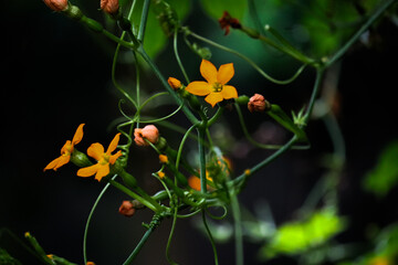 Lollipop-climber orange flowers with dark green background